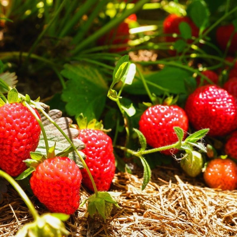 Eversweet Strawberry Plants (Bundle of Approximately 25)