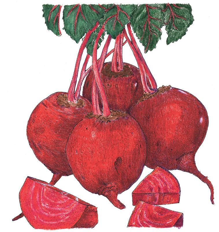 Detroit Dark Red Beet Seeds (Organic)