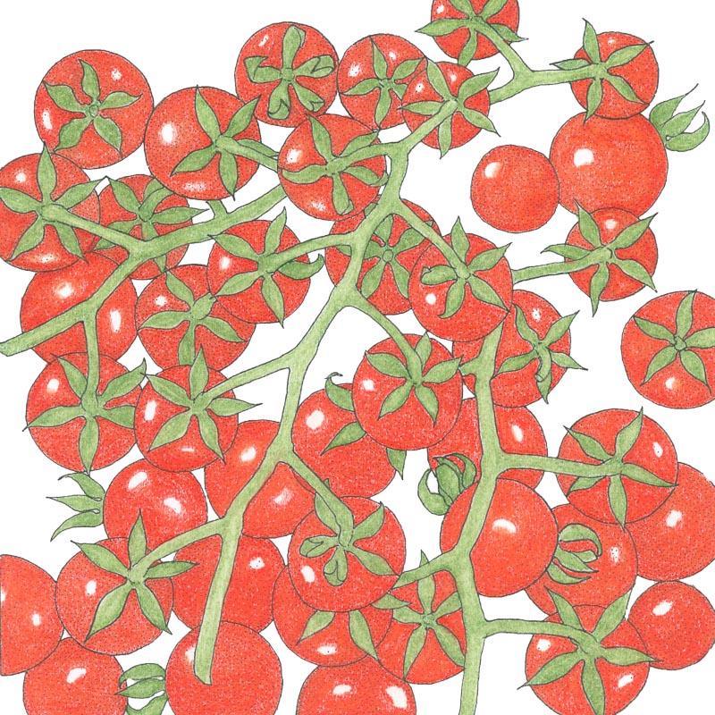 Matt's Wild Cherry Cherry Tomato Seeds (Organic)