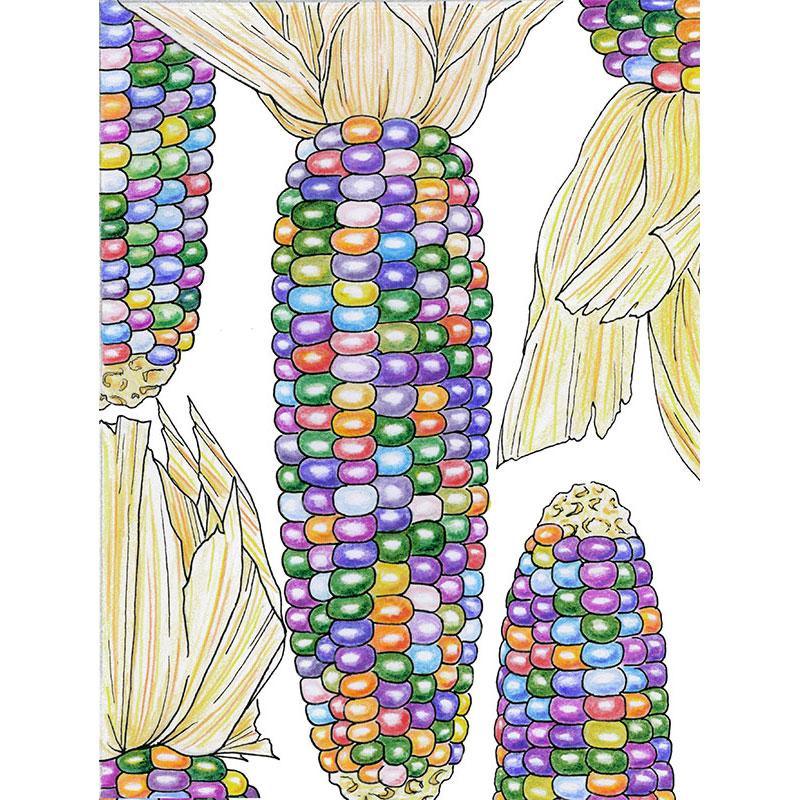 Glass Gem Corn Seeds (Organic)