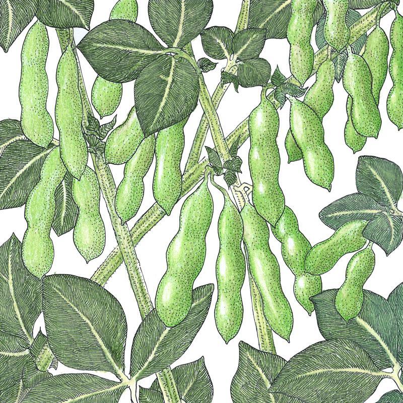 Edamame Soybean Seeds (Organic)