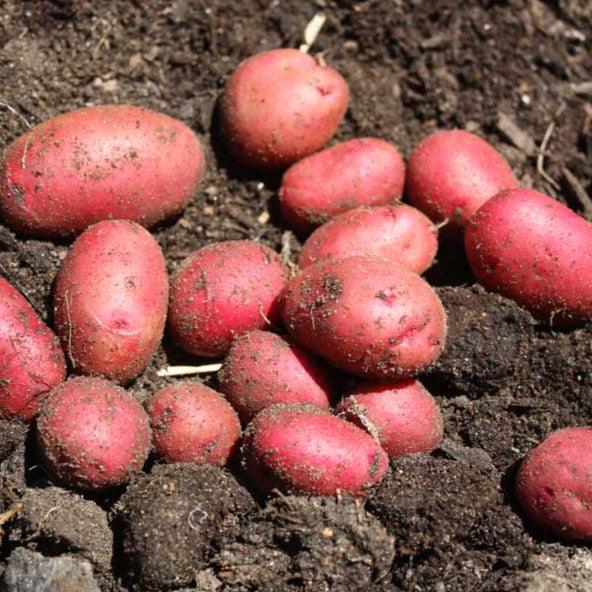 Organic Red Pontiac Seed Potato (lb)