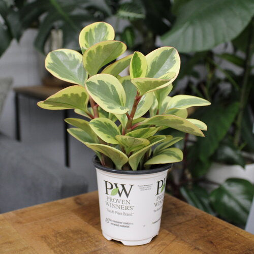 Proven Winners Leafjoy Littles Sweet and Sour™ Pepper Elder Peperomia obtusifolia