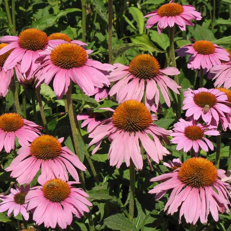 Coneflower, Purple (lb)