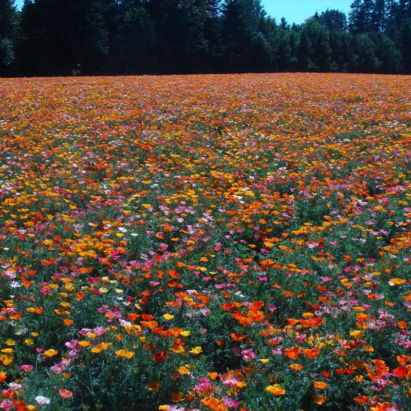 Mission Bells California Poppy Flower Seeds