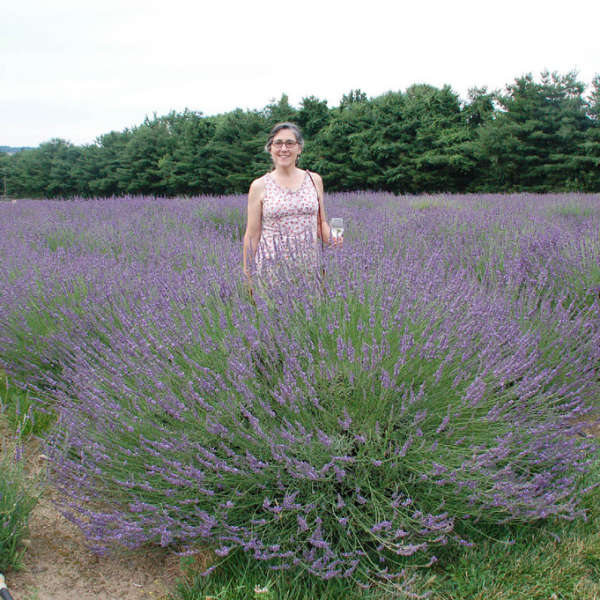 Walter's Gardens Phenomenal Lavender Quart