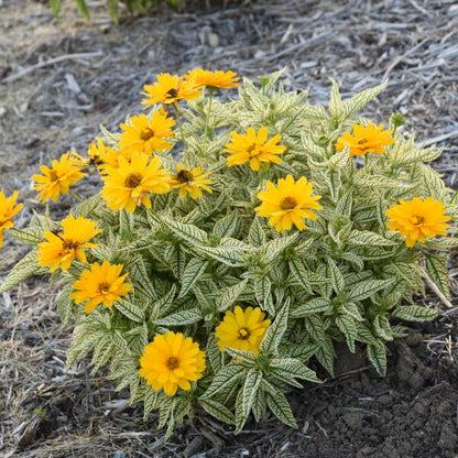 Proven Winners Bit of Honey Heliopsis Quart