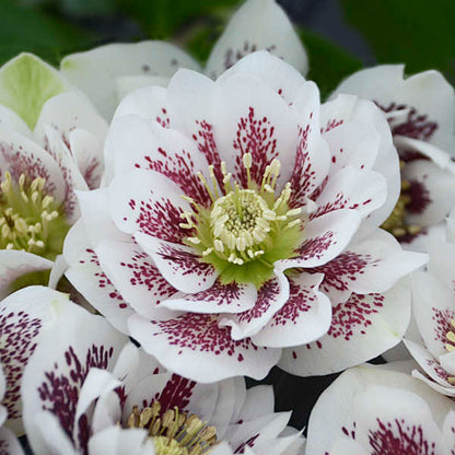 Walter's Gardens Helleborus Confetti Cake