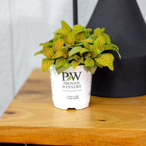 Proven Winners Leafjoy Littles Network News™ Primetime™ Nerve Plant Fittonia albivenis