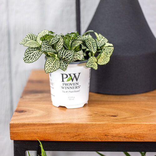 Proven Winners Leafjoy Littles Network News™ All the Time™ Nerve Plant Fittonia albivenis