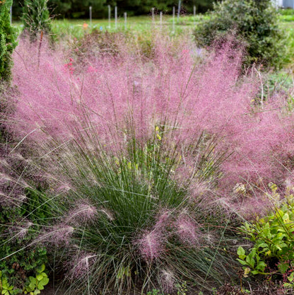 Walter's Gardens Pink Muhlygrass Quart