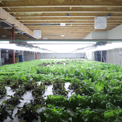 Deep Water Culture (DWC) Kit