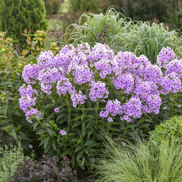 Proven Winners Phlox paniculata 'Opalescence' Quart