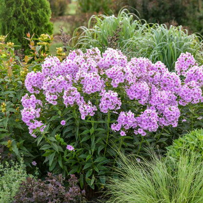 Proven Winners Phlox paniculata 'Opalescence' Quart