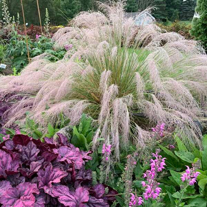 Walter's Gardens Pink Muhlygrass Quart