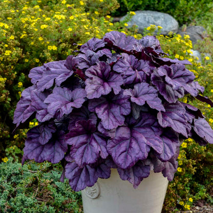 Proven Winners Wildberry Heuchera Quart