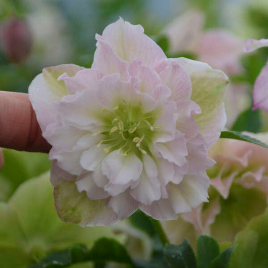 Walter's Gardens Helleborus Flower Girl