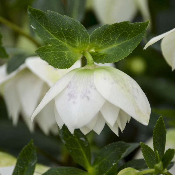 Walter's Gardens Helleborus Confetti Cake