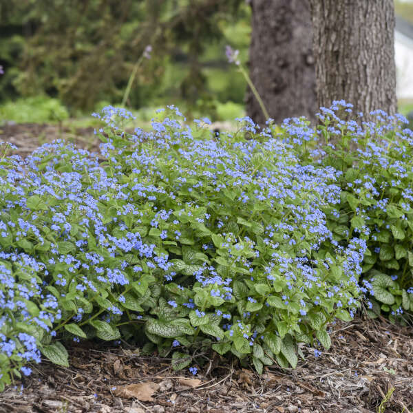 Proven Winners Jack of Diamonds Brunnera Quart