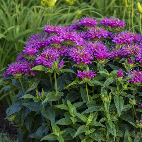 Proven Winners Pardon My Purple Monarda Quart