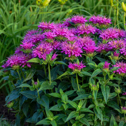 Proven Winners Pardon My Purple Monarda Quart