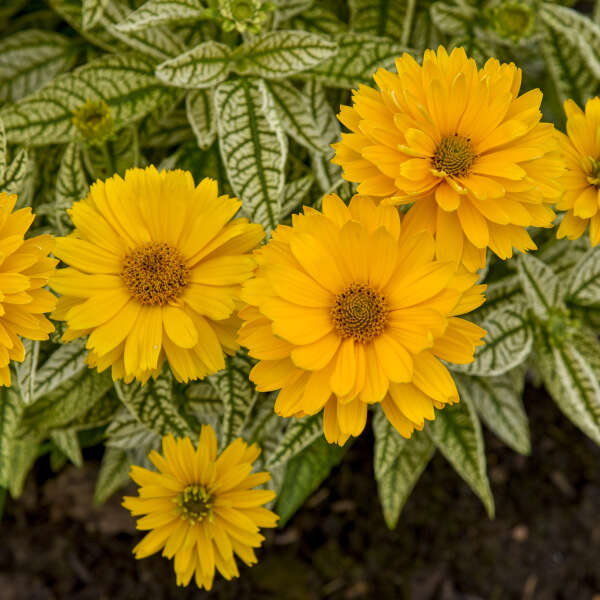 Proven Winners Bit of Honey Heliopsis Quart