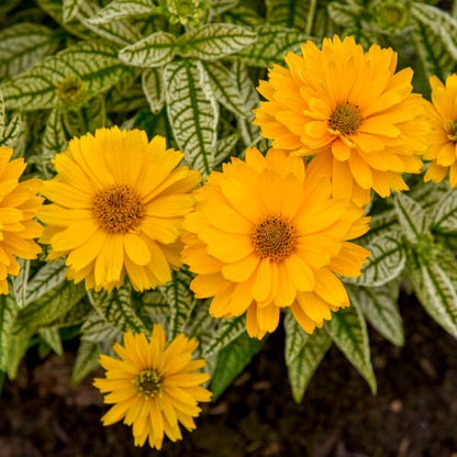 Proven Winners Bit of Honey Heliopsis Quart