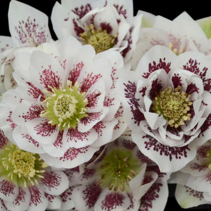 Walter's Gardens Helleborus Confetti Cake