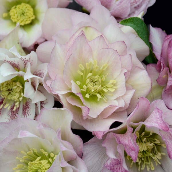 Walter's Gardens Helleborus Flower Girl