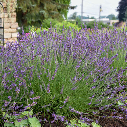 Walter's Gardens Phenomenal Lavender Quart