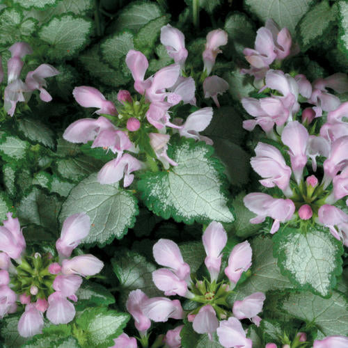 Proven Winners Pink Chablis® Dead Nettle