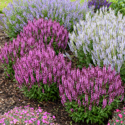 Proven Winners Pink Profusion Salvia Quart