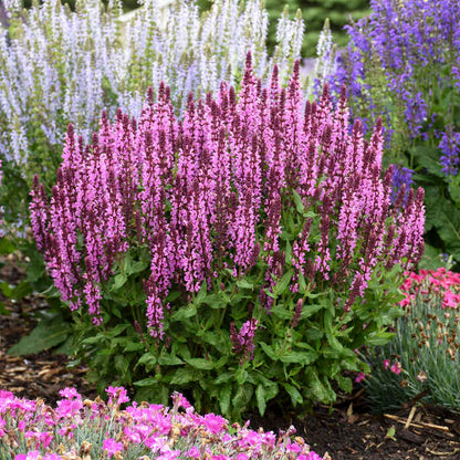 Proven Winners Pink Profusion Salvia Quart