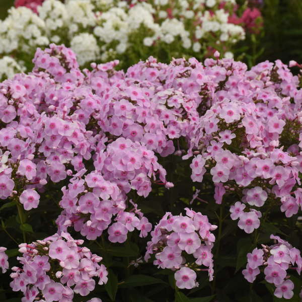 Proven Winners Phlox paniculata 'Opalescence' Quart