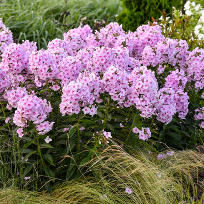 Proven Winners Phlox paniculata 'Opalescence' Quart