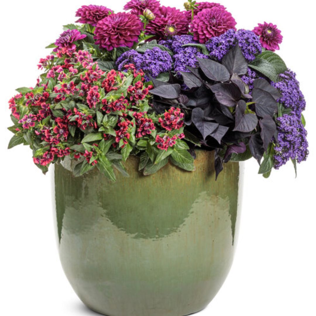 Proven Winners Aromagica® Purple Heliotrope