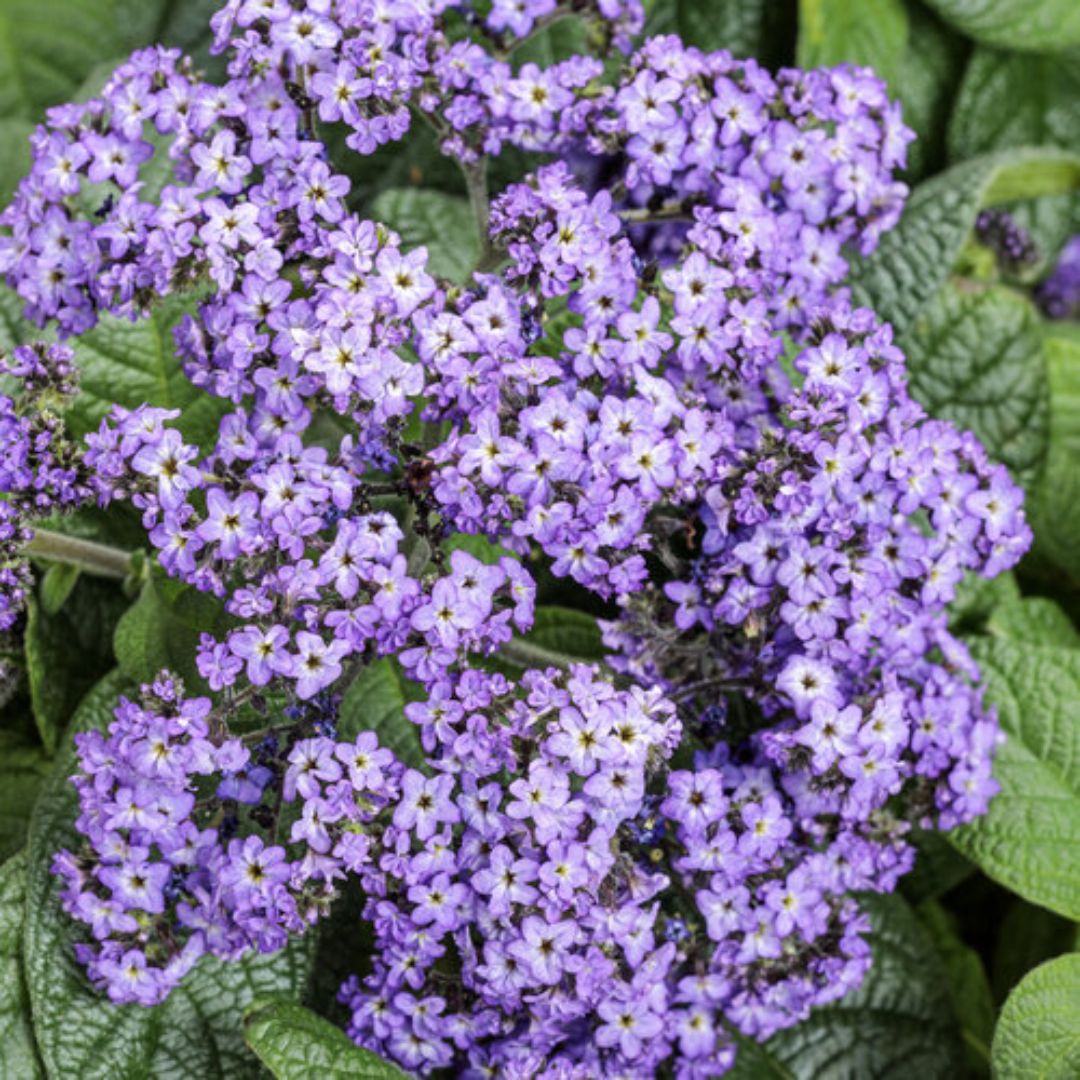 Proven Winners Aromagica® Purple Heliotrope