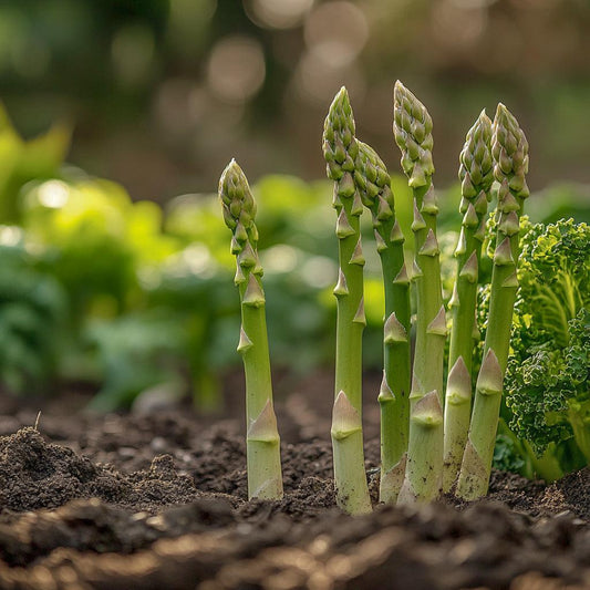 Asparagus Mary Washington