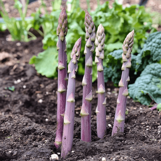 Asparagus Purple Passion