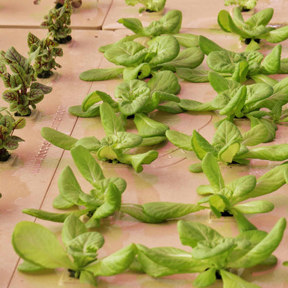 Deep Water Culture (DWC) Kit