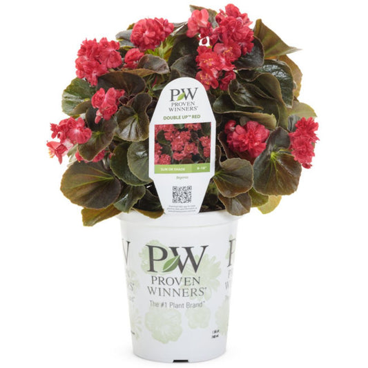 Proven Winners Double Up® Red Begonia