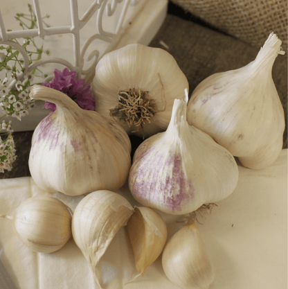 Organic Early Purple Italian Garlic (lb)
