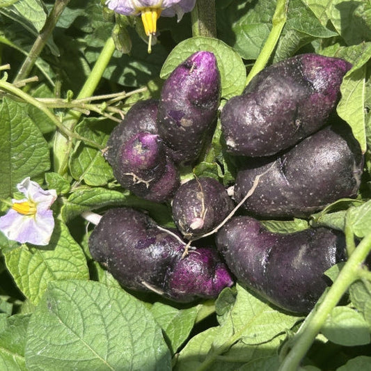Organic Purple Violet Seed Potato (lb)