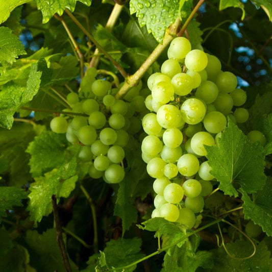 Princess Seedless Table Grape Vine
