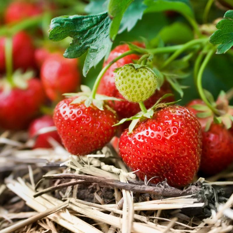 Chandler Strawberry Plants (Bundle of Approximately 25)