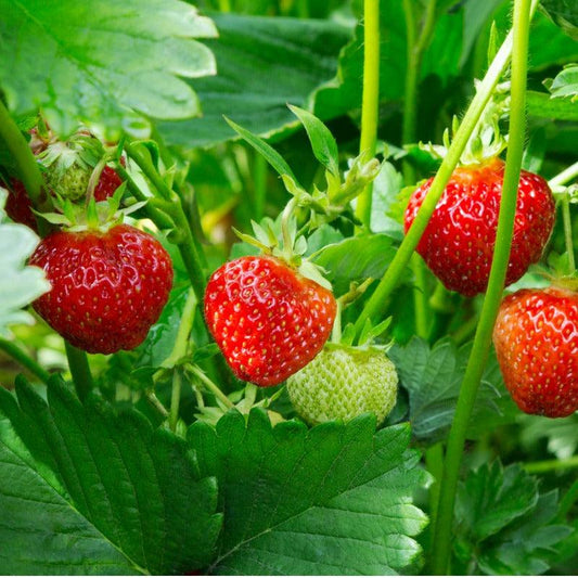 Fort Laramie Strawberry Plants (Bundle of Approximately 25)