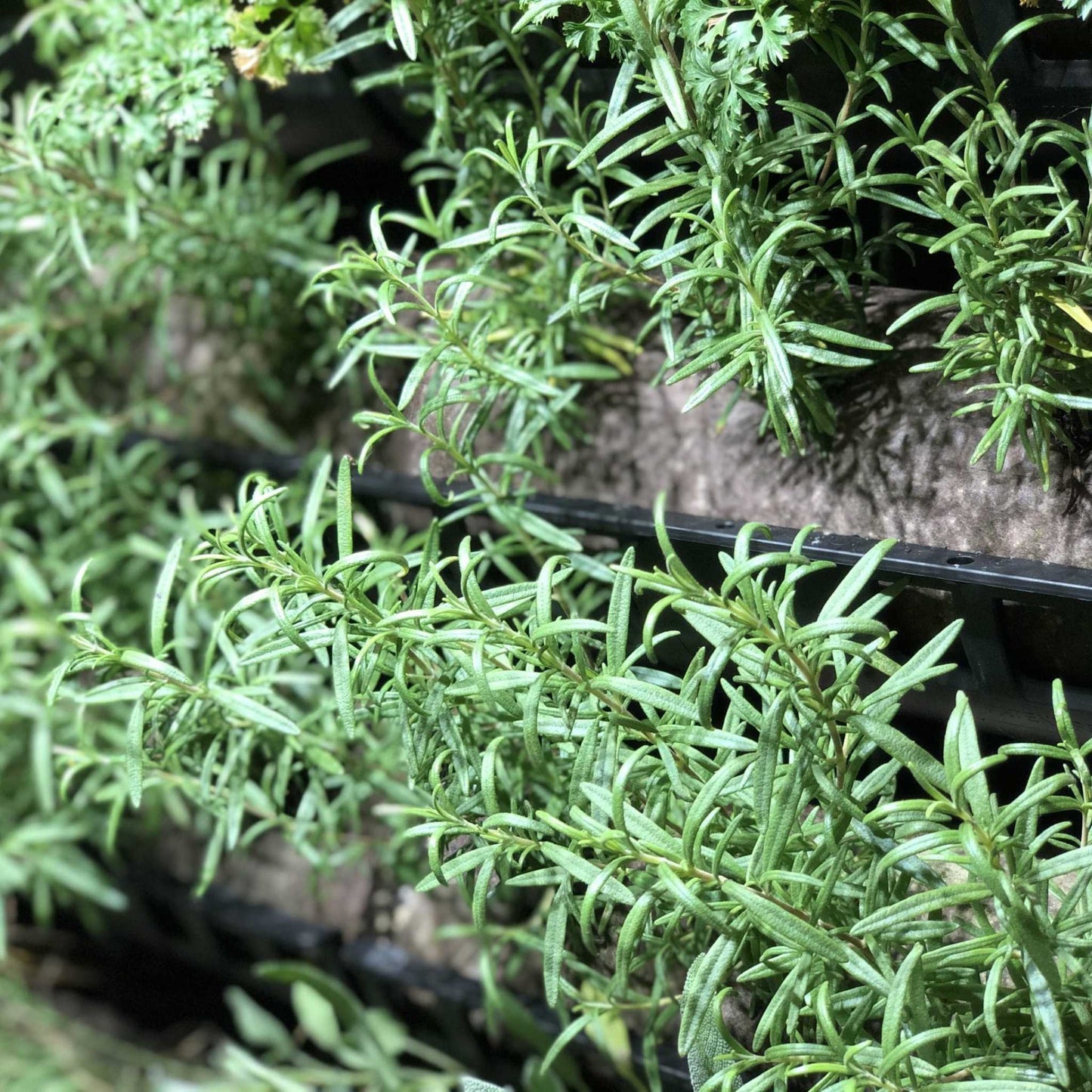 Filled Ellepot Pouches for Vertical Gardens