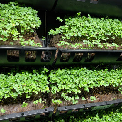 Filled Ellepot Pouches for Vertical Gardens