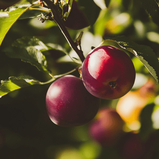 Flavor King Pluot Tree