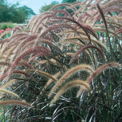 Proven Winners Graceful Grasses® Purple Fountain Grass Pennisetum